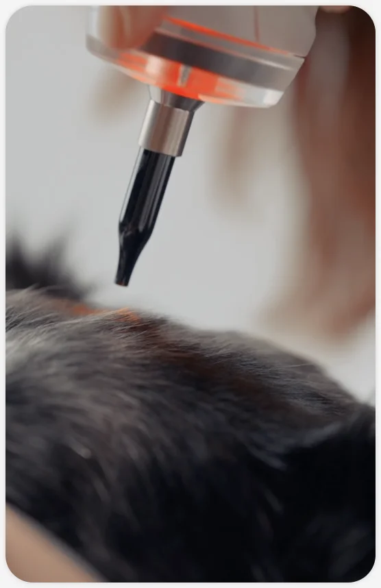 Laser treatment on a dog
