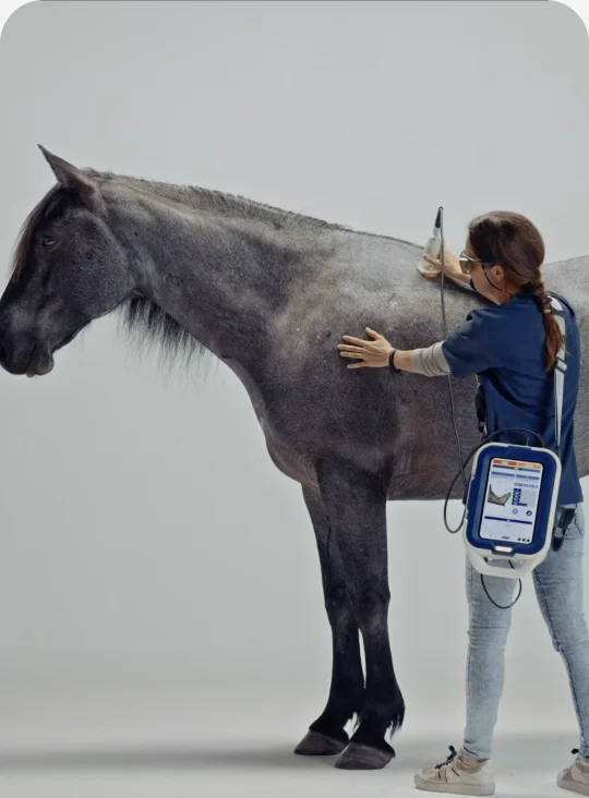 Laser treatment on a horse